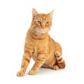 Orange Domestic Shorthair Tabby Cat Sitting