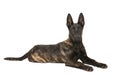 Pretty young dutch shepherd dog lying down looking at the camera