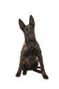 Pretty young dutch shepherd dog sitting looking at the camera is