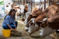 Farmer woman feeding cows in stable with hay Royalty Free Stock Photo