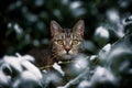 Tabby Stares Through Snowy Bush