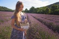 Girl with a basket of lavender flowers in a blooming lavender field, Provence, France Royalty Free Stock Photo