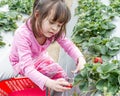 Pretty Young Girl Picking Fruit at Strawberry Farm Royalty Free Stock Photo