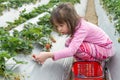 Pretty Young Girl Picking Fruit at Strawberry Farm