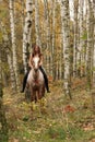 Pretty young girl riding a horse without any equipment in autumn Royalty Free Stock Photo