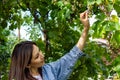 Pretty young girl in the vineyard, pretty young girl in the garden, young girl with grapes Royalty Free Stock Photo