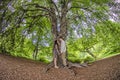 Millennial couple face to face under a big tree Royalty Free Stock Photo