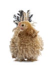 Young buff Japanese Bantam / Chabo frizzle hen on white Royalty Free Stock Photo