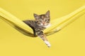 Pretty young kitten hanging in a yellow hammock on a summer yellow background