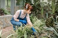 Pretty young lady gardener, wearing jeans uniform overalls and blue protective gloves, taking care of flowers and cactus Royalty Free Stock Photo