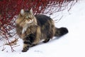 A pretty young Norwegian Forest Cat hunting in the snow Royalty Free Stock Photo