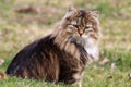 A pretty young Norwegian Forest Cat sits relaxed in the grass Royalty Free Stock Photo
