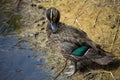 A pretty young Pacific Black Duck is preening its neck feathers by the calm lake.