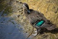 A pretty young Pacific Black Duck is preening its wing feathers by the calm lake. Royalty Free Stock Photo