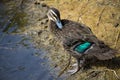 A pretty young Pacific Black Duck is preening its wing feathers by the lake.