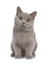 Pretty young solid cinnamon British Shorthair cat isolated on white background Royalty Free Stock Photo