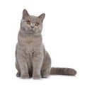 Pretty young solid cinnamon British Shorthair cat isolated on white background Royalty Free Stock Photo