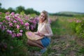 Pretty Young tender woman walking in the tea roses field. Blond lady wearing jeans and retro hat enjoy summer day Royalty Free Stock Photo