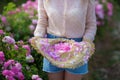 Pretty Young tender woman walking in the tea roses field. Blond lady wearing jeans and retro hat enjoy summer day Royalty Free Stock Photo