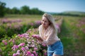 Pretty Young tender woman walking in the tea roses field. Blond lady wearing jeans and retro hat enjoy summer day Royalty Free Stock Photo