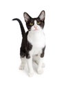 Pretty Young Tuxedo Cat on White