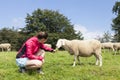 Pretty young woman feeding sheep Royalty Free Stock Photo