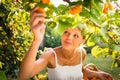 Pretty, young woman picking apricots lit Royalty Free Stock Photo