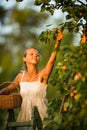 Pretty, young woman picking apricots lit Royalty Free Stock Photo