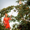 Pretty, young woman picking apricots lit Royalty Free Stock Photo