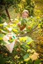 Pretty, young woman picking apricots lit by warm summer evening light Royalty Free Stock Photo