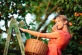 Pretty, young woman picking apricots lit by warm summer evening Royalty Free Stock Photo