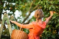 Pretty, young woman picking apricots lit by warm summer evening Royalty Free Stock Photo