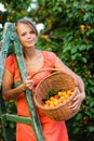 Pretty, young woman picking apricots lit by warm summer evening Royalty Free Stock Photo