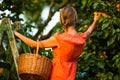 Pretty, young woman picking apricots lit by warm summer evening Royalty Free Stock Photo