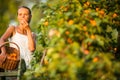 Pretty, young woman picking apricots lit Royalty Free Stock Photo