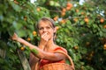 Pretty, young woman picking apricots lit Royalty Free Stock Photo