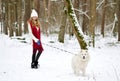 Pretty Young Woman in Winter Forest Walking with her Dog White Samoyed Royalty Free Stock Photo