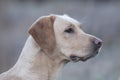 Pretty young Yellow labrador side profile