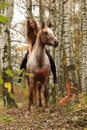 Pretty young girl riding a horse without any equipment in autumn Royalty Free Stock Photo