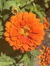 Pretty Zinnia Flowers