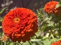 Pretty Zinnia Flowers