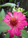 Pretty Zinnia Pink Flo