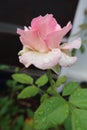 Prety Pink rose flower