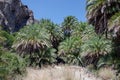 The Preveli palm forest surrounded by mountains on Crete island