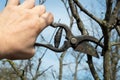 Preventative pruning of the branches of an old apple tree with pruning shears in the hand of a gardener. Early spring orchard care Royalty Free Stock Photo
