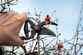 Preventative pruning of viburnum branches with pruning shears in the gardener hand. Early spring garden care concept