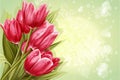 Preview background bouquet of pink tulips for your text Royalty Free Stock Photo