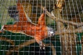 A Prevost squirrel that climbs high against the mesh Royalty Free Stock Photo