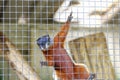 A Prevost squirrel that climbs high against the mesh Royalty Free Stock Photo