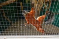 A Prevost squirrel that climbs high against the mesh Royalty Free Stock Photo